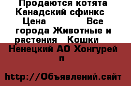 Продаются котята Канадский сфинкс › Цена ­ 15 000 - Все города Животные и растения » Кошки   . Ненецкий АО,Хонгурей п.